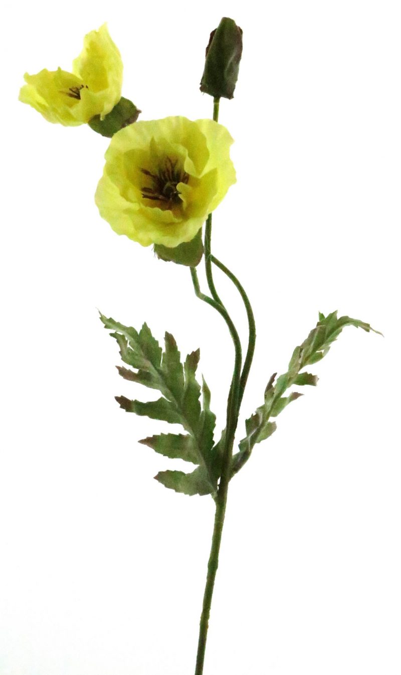 100017-Papaver-Klaproos-Yellow