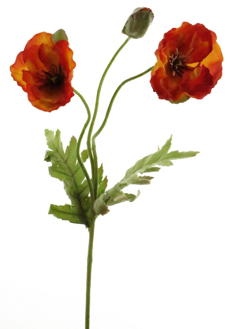 100019-Papaver-Klaproos-Orange