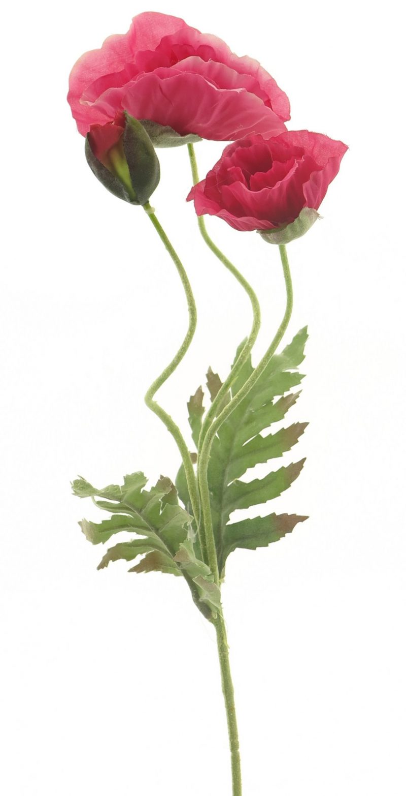 100020-Papaver-Klaproos-Beauty