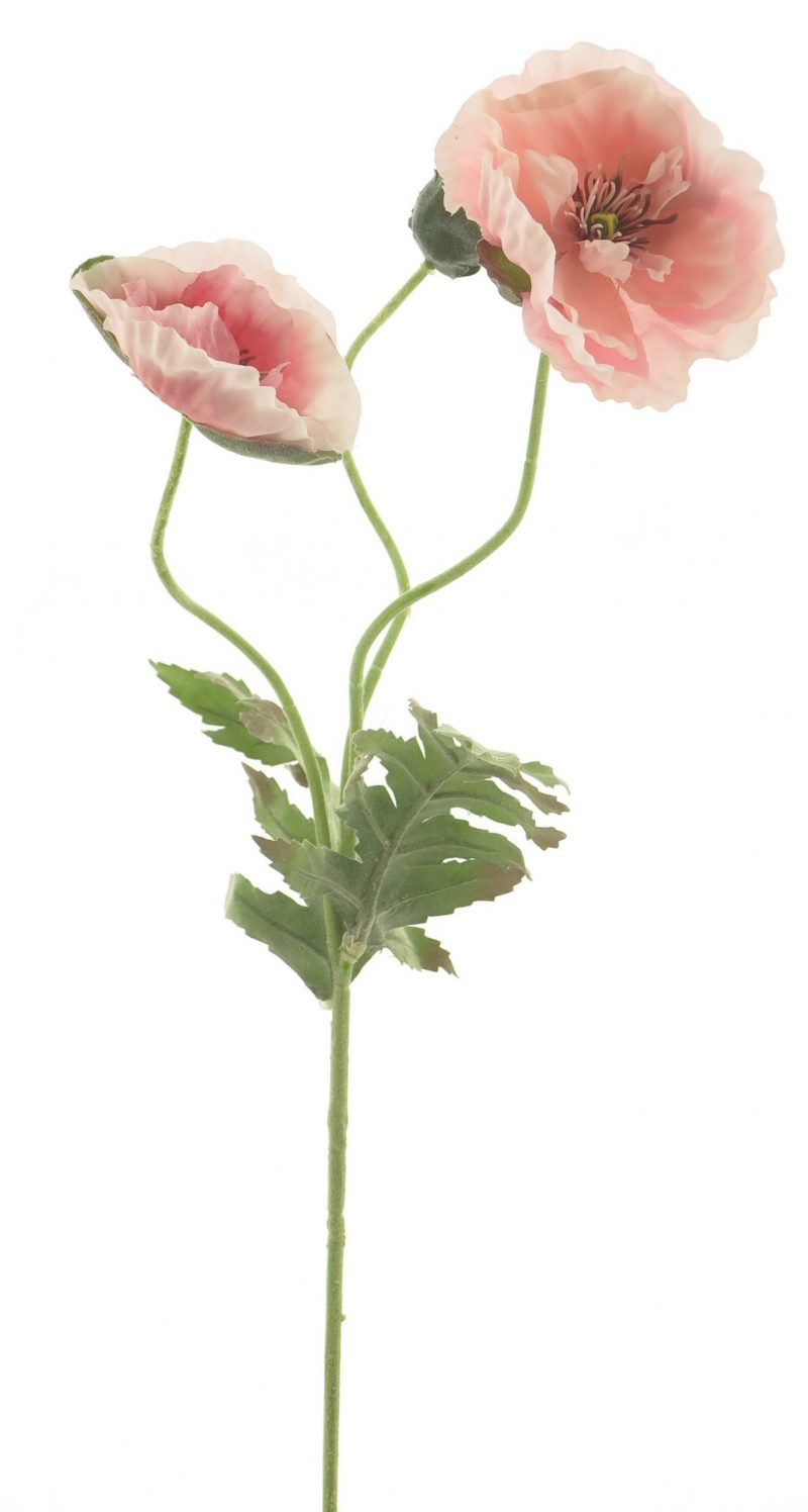 100021-Papaver-Klaproos-Pink
