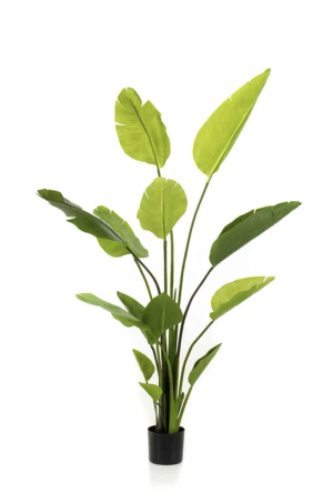 Strelitzia Nicolai Deluxe 150cm