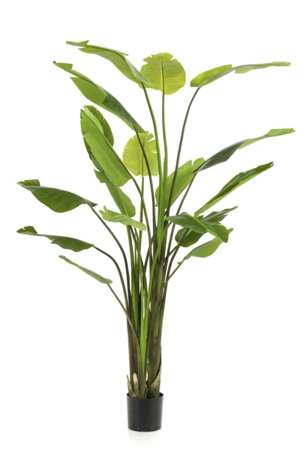 Strelitzia Nicolai Deluxe 235cm