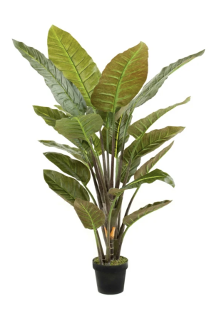 Strelitzia Reginae 135cm